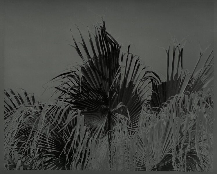 Les paumes - 1997-2001