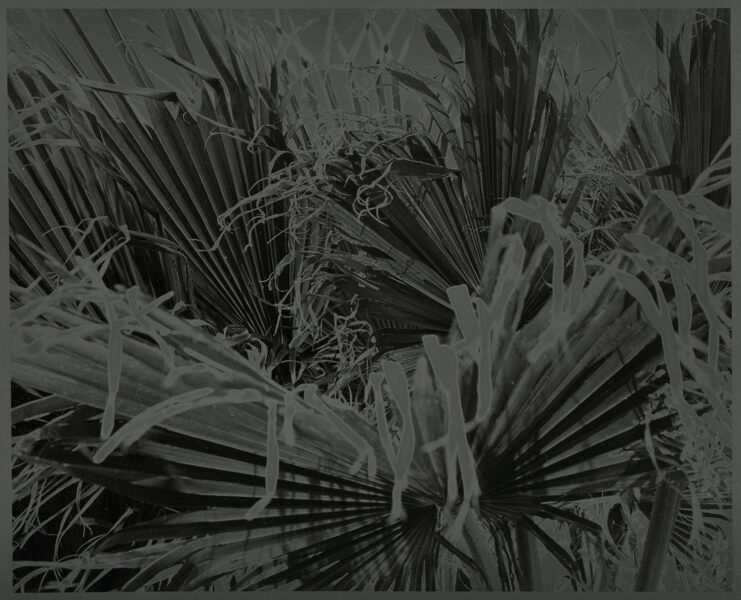 Les paumes - 1997-2001